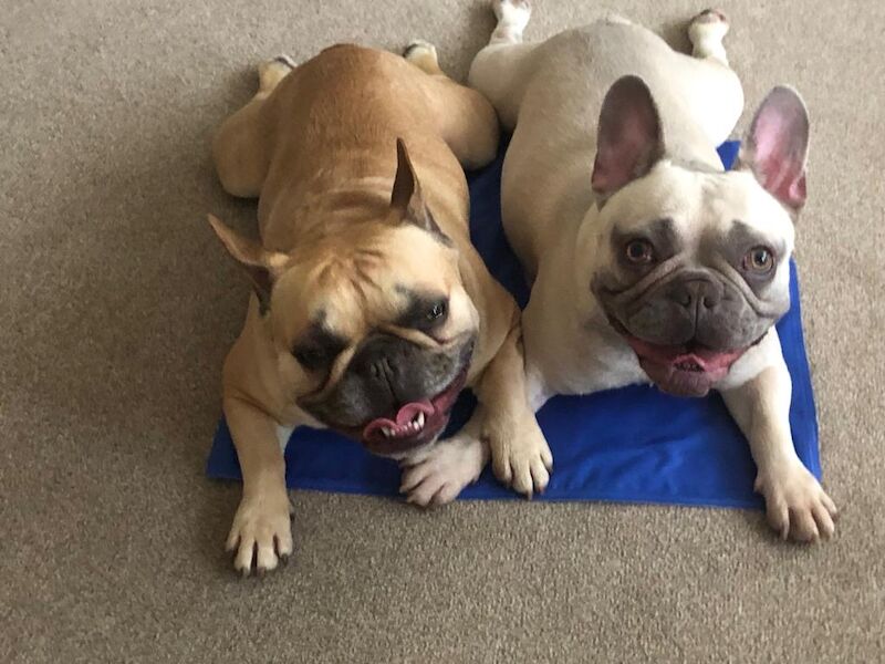 KC registered French bulldog pups for sale in Solihull, West Midlands - Image 4