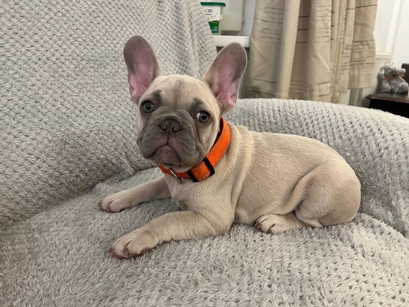 KC registered French bulldog pups for sale in Solihull, West Midlands - Image 3