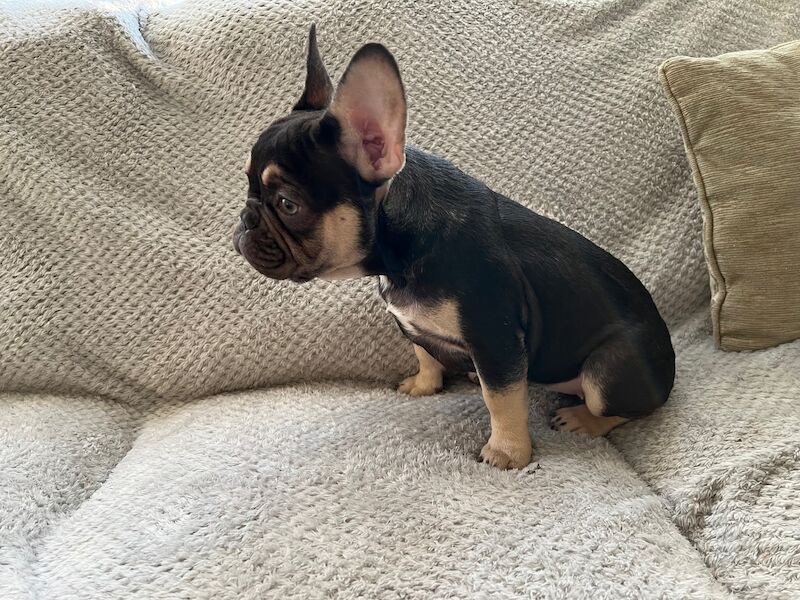 KC registered French bulldog pups for sale in Solihull, West Midlands - Image 5