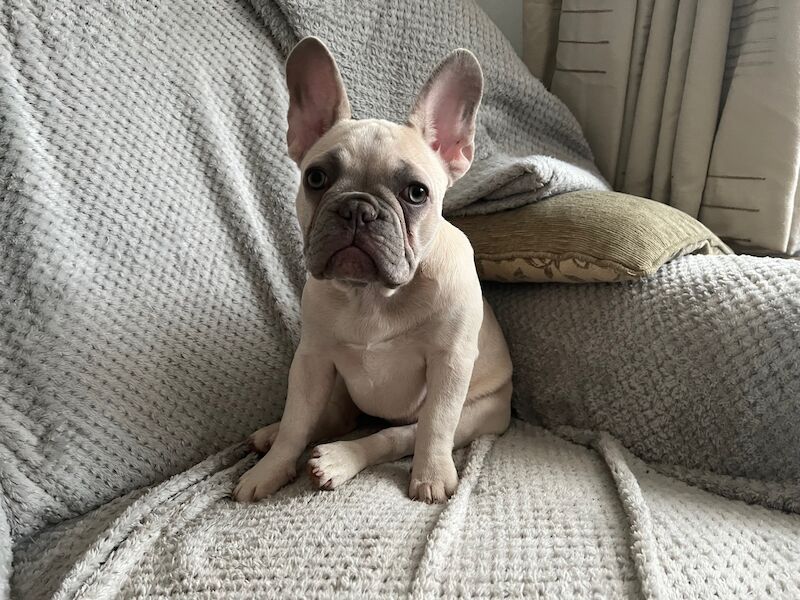 KC registered French bulldog pups for sale in Solihull, West Midlands - Image 6