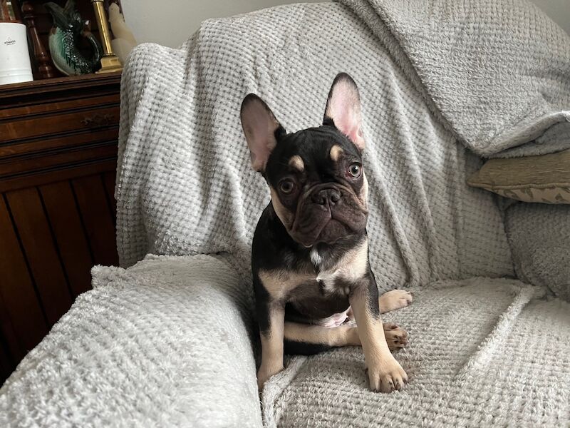 KC registered French bulldog pups for sale in Solihull, West Midlands - Image 2