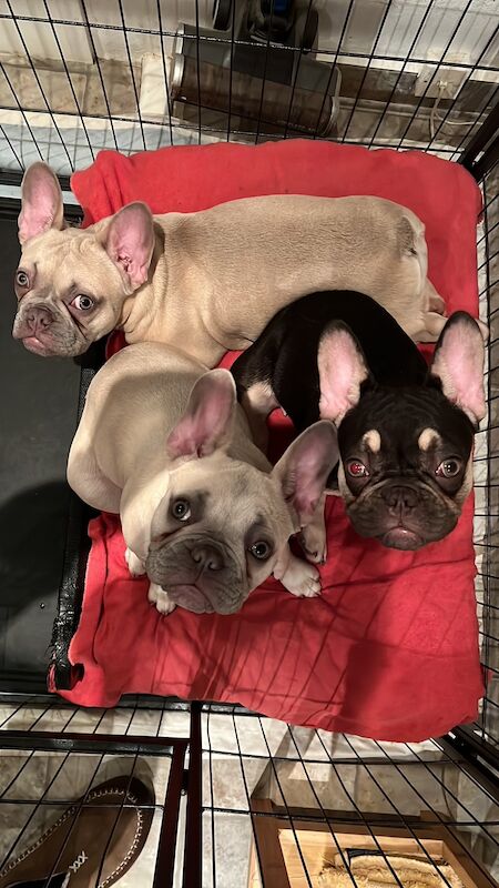 KC registered French bulldog pups for sale in Solihull, West Midlands