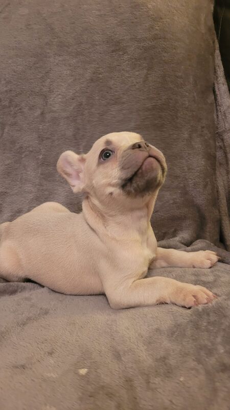 KC Registered French Bulldogs for sale in Wigan, Greater Manchester