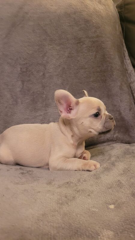 KC Registered French Bulldogs for sale in Wigan, Greater Manchester - Image 3