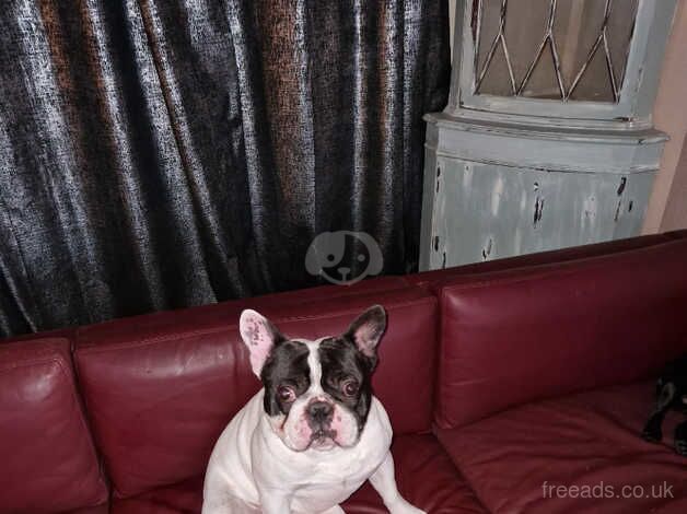 Kc registered french bulldogs for sale in Lampeter Velfrey, Pembrokeshire - Image 2