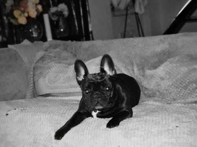 Kc registered french bulldogs for sale in Lampeter Velfrey, Pembrokeshire - Image 3