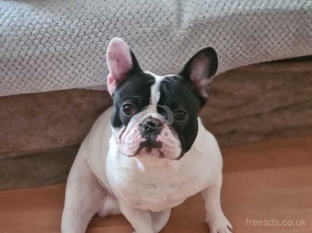 Kc registered french bulldogs for sale in Lampeter Velfrey, Pembrokeshire - Image 4