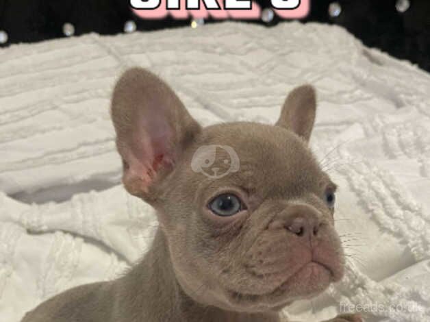 KC REGISTERED FRENCH BULLDOGS for sale in Rugby, Warwickshire