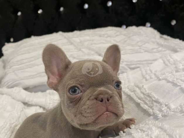 KC REGISTERED FRENCH BULLDOGS for sale in Rugby, Warwickshire - Image 2