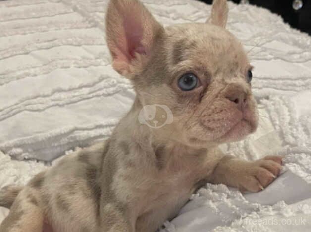 KC REGISTERED FRENCH BULLDOGS for sale in Rugby, Warwickshire - Image 3