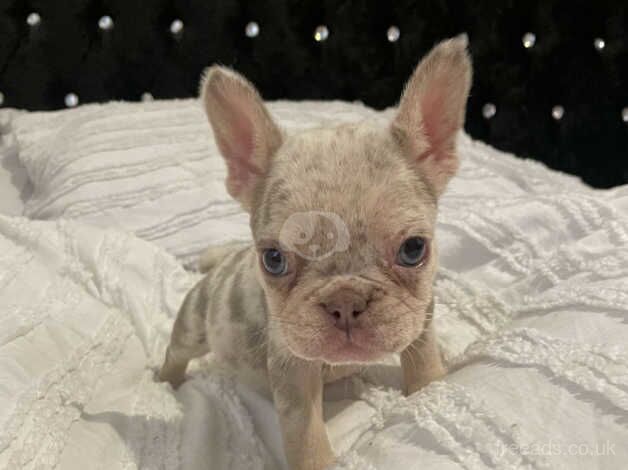 KC REGISTERED FRENCH BULLDOGS for sale in Rugby, Warwickshire - Image 4