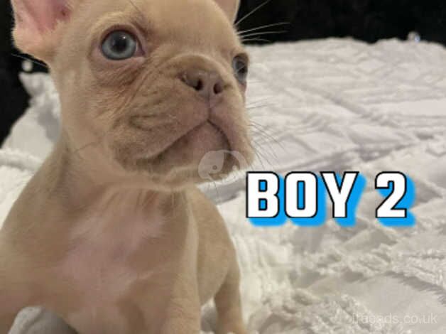 KC REGISTERED FRENCH BULLDOGS for sale in Rugby, Warwickshire - Image 5