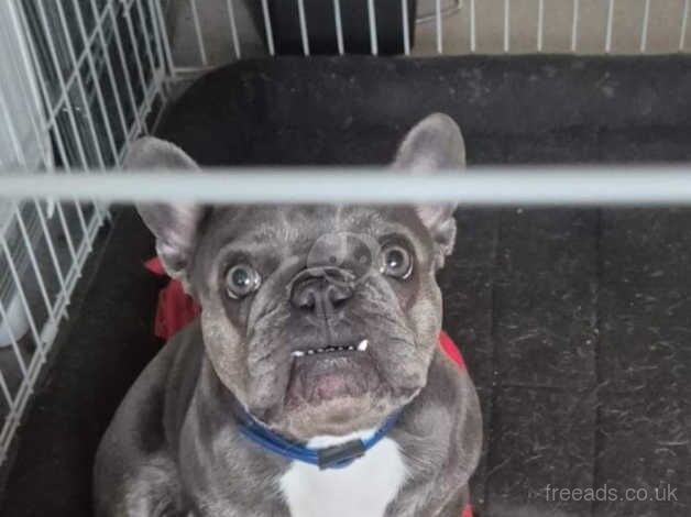 KC Registered frenchie for sale in Langport, Somerset