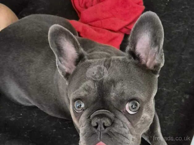 KC Registered frenchie for sale in Langport, Somerset - Image 2