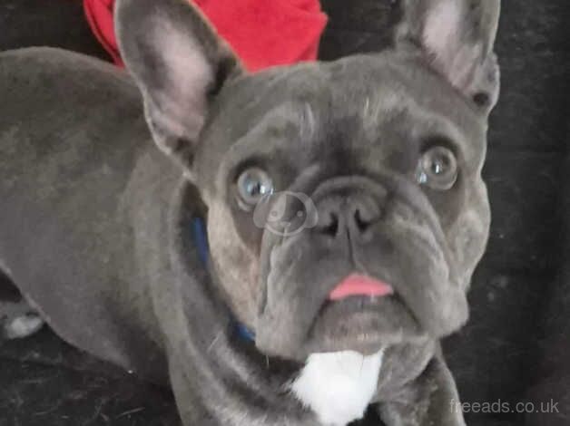 KC Registered frenchie for sale in Langport, Somerset - Image 3