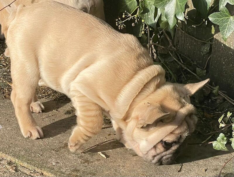 KC REGISTERED TRUE TO TYPE FRENCH BULLDOG BOY for sale in West Yorkshire - Image 9