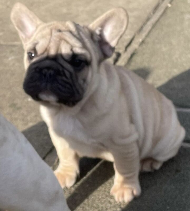 KC REGISTERED TRUE TO TYPE FRENCH BULLDOG BOY for sale in West Yorkshire - Image 10