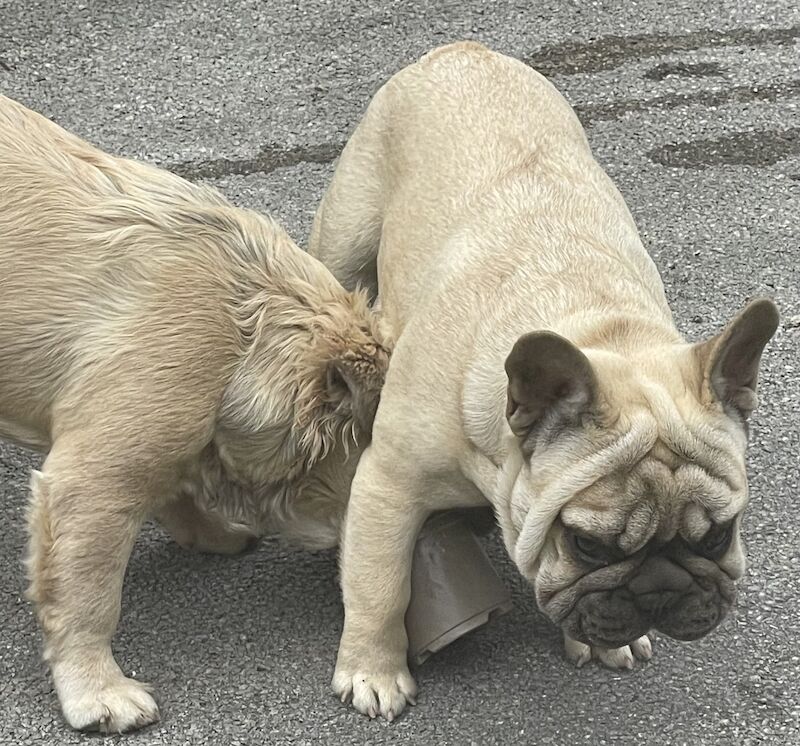 KC REGISTERED TRUE TO TYPE FRENCH BULLDOG BOY for sale in West Yorkshire - Image 12