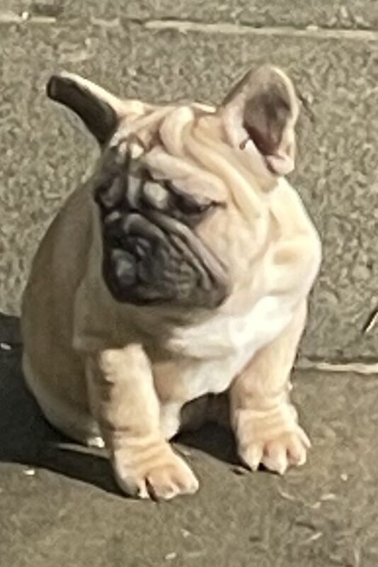 KC REGISTERED TRUE TO TYPE FRENCH BULLDOG BOY for sale in West Yorkshire - Image 13