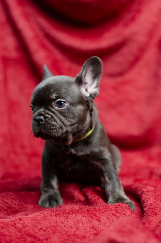 BIG ROPE FLUFFY FRENCHIES 😍 - French Bulldog Puppies For Sale in ...