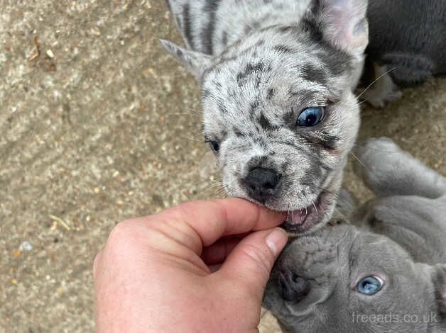 Kennel club registered French Bulldog puppies for sale in Sandhurst, Gloucestershire - Image 1