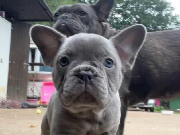 Kennel club registered French Bulldog puppies for sale in Sandhurst, Gloucestershire - Image 2