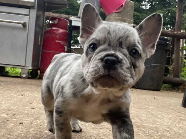 Kennel club registered French Bulldog puppies for sale in Sandhurst, Gloucestershire - Image 3