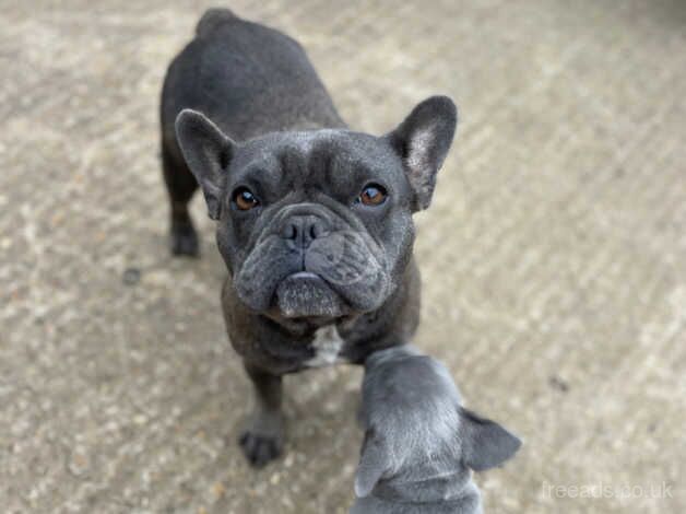 Kennel club registered French Bulldog puppies for sale in Sandhurst, Gloucestershire - Image 4