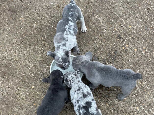 Kennel club registered French Bulldog puppies for sale in Sandhurst, Gloucestershire - Image 5