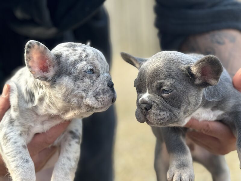 L4 fluff carries dwkc registered French bulldog pups for sale in North Hykeham, Lincolnshire