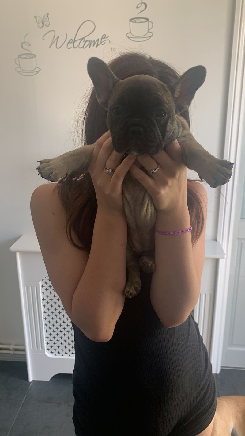 (LAST 1) French bulldog for sale in Walsall, West Midlands - Image 1