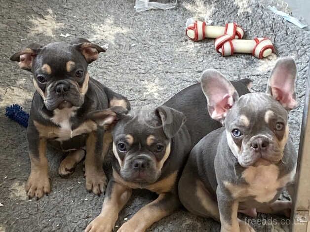 Last 3 Beautiful French Bulldog Puppies for sale in Harlow, Essex