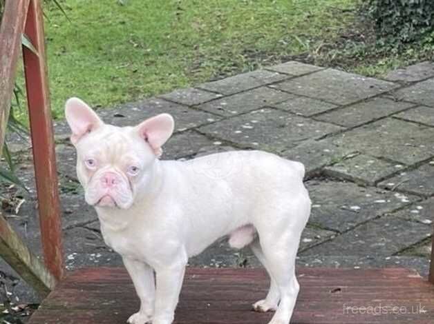 Last 3 Beautiful French Bulldog Puppies for sale in Harlow, Essex - Image 3