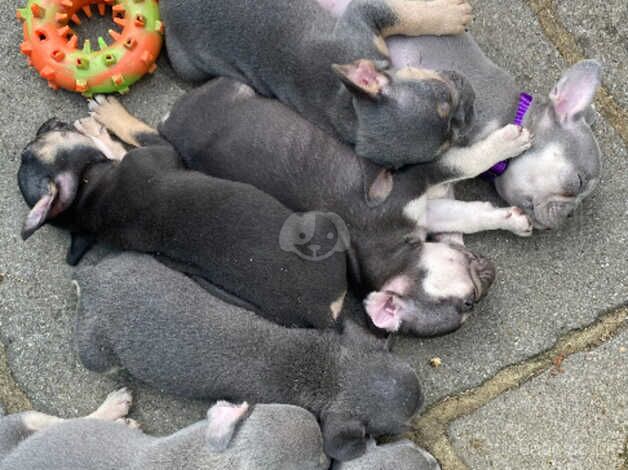 Last 3 Beautiful French Bulldog Puppies for sale in Harlow, Essex - Image 4