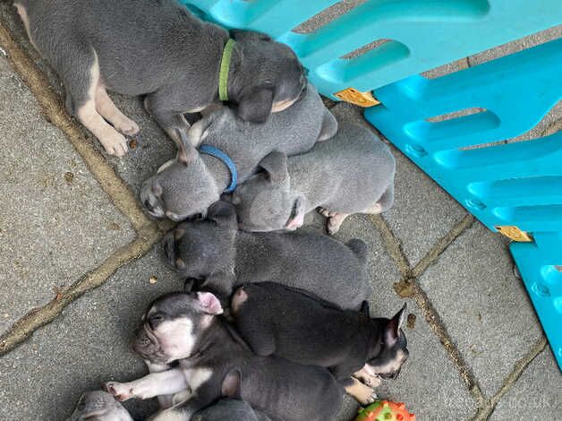 Last 3 Beautiful French Bulldog Puppies for sale in Harlow, Essex - Image 5