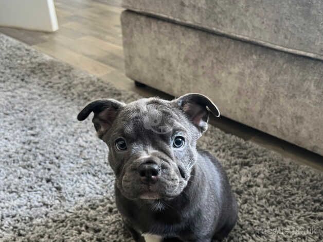 *LAST BOY LEFT* Beautiful Swiss frenchie for sale in Milton Keynes, Buckinghamshire