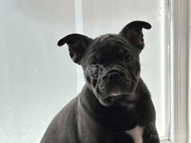 *LAST BOY LEFT* Beautiful Swiss frenchie for sale in Milton Keynes, Buckinghamshire - Image 2