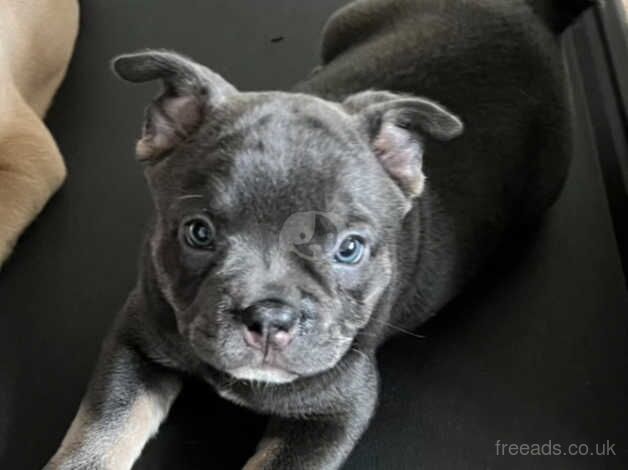 *LAST BOY LEFT* Beautiful Swiss frenchie for sale in Milton Keynes, Buckinghamshire - Image 3