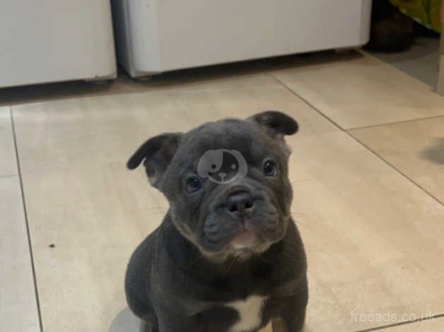 *LAST BOY LEFT* Beautiful Swiss frenchie for sale in Milton Keynes, Buckinghamshire - Image 5