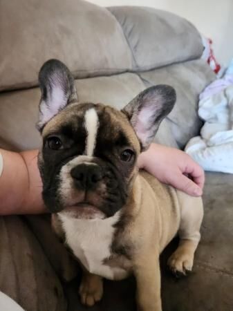 Last female french bulldog puppy left £600 for sale in Northampton, Northamptonshire