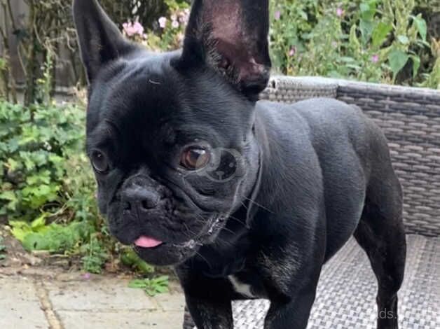 Last remaining KC registered French Bulldog puppy for sale in Harlow, Essex - Image 1