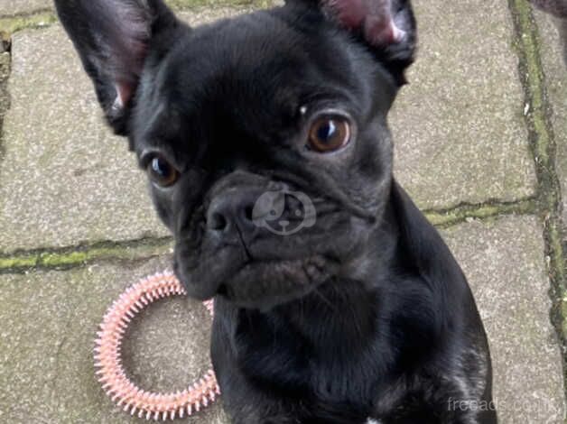 Last remaining KC registered French Bulldog puppy for sale in Harlow, Essex - Image 2