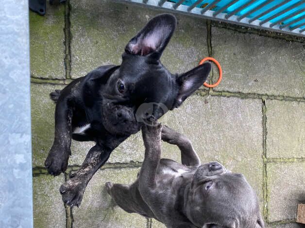 Last remaining KC registered French Bulldog puppy for sale in Harlow, Essex - Image 3