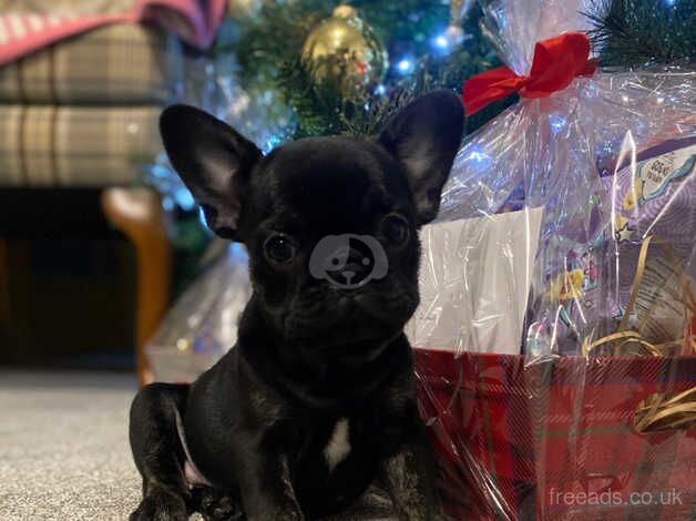 Last remaining KC registered French Bulldog puppy for sale in Harlow, Essex - Image 4