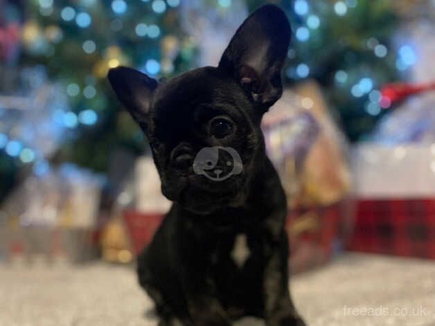 Last remaining KC registered French Bulldog puppy for sale in Harlow, Essex - Image 5