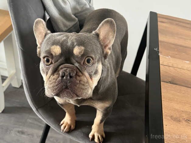 Lilac and tan 1.5 year old frenchie - female for sale in Melrose, Scottish Borders