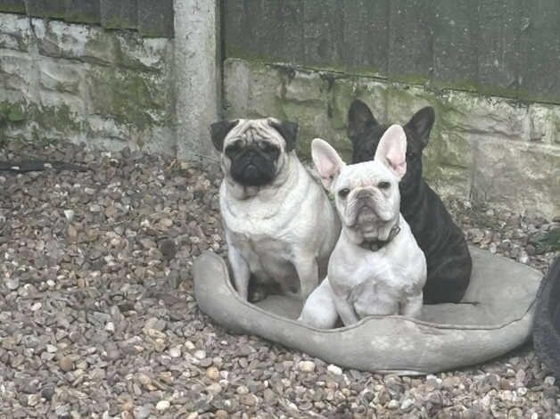 Lilac and tan wrapped in cream carrying pink and testable for sale in Wakefield, West Yorkshire