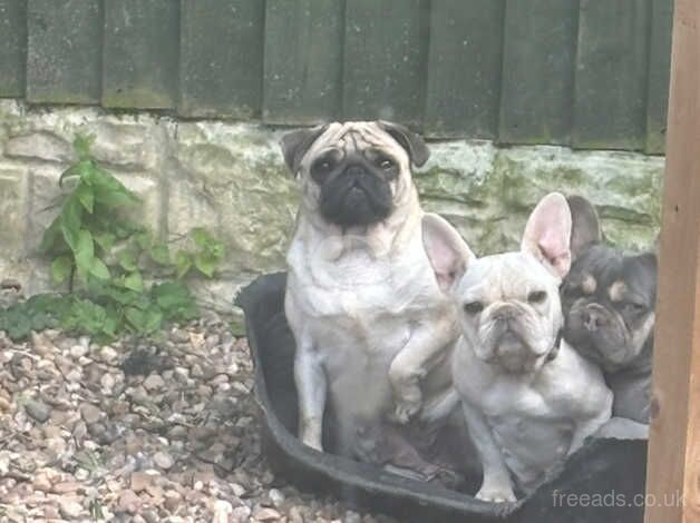 Lilac and tan wrapped in cream carrying pink and testable for sale in Wakefield, West Yorkshire - Image 3