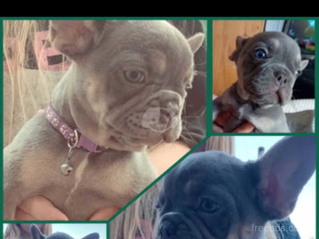 Lilac&Tan Frenchie for sale in Gwynedd