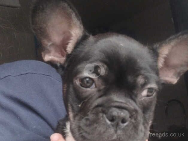 LONG TAIL FRENCHIE for sale in Watford, Northamptonshire